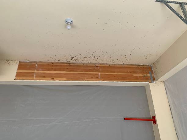 Best Mold Damage Restoration  in Latta, OK